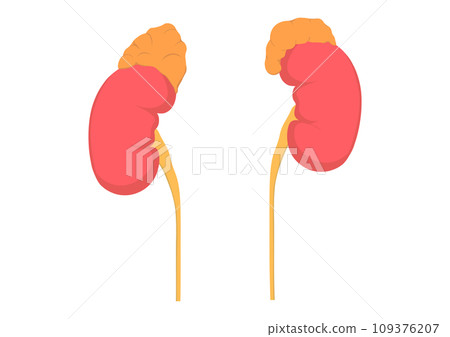 Kidney and adrenal glands Kidney and adrenal glands 109376207