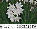 White daffodil paper white 109376659