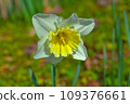 Beautiful narcissus flowers 109376661