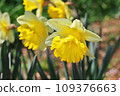Yellow daffodils 109376663