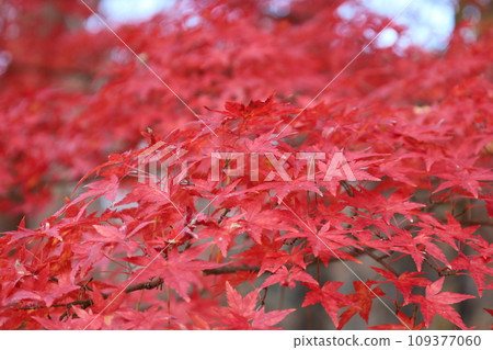 鮮紅的秋葉 109377060