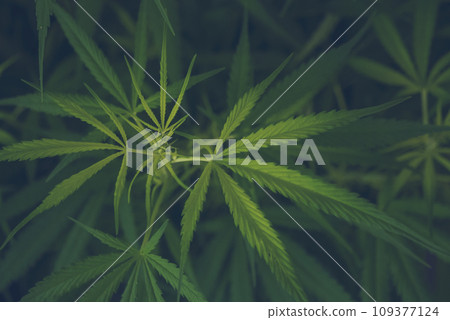 Green Marijuana tree cannabis plant narcotic herbal in greenhouse. Hemp leaf made cannabis crude oil at medicine farm. CBC, THC herb agriculture by Weed leaf Drug and medicine healthcare concept 109377124