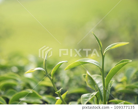 Green tea tree leaves field young tender bud herbal Green tea tree in camellia sinensis organic farm. Close up Fresh Tree tea plantations mountain green nature in herbal farm plant background morning Green tea tree leaves field young tender bud herbal Green tea tree in camellia sinensis organic farm. Close up Fresh Tree tea plantations mountain green nature in herbal farm plant background morning 109377135