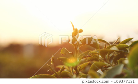 Green tea tree leaves field Fresh young tender bud herbal in farm on summer morning. Sunlight Green tea tree plant camellia sinensis in organic farm. Close up Tree tea plant green nature in morning 109377151