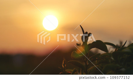 Green tea tree leaves field Fresh young tender bud herbal in farm on summer morning. Sunlight Green tea tree plant camellia sinensis in organic farm. Close up Tree tea plant green nature in morning 109377152