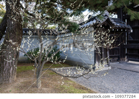 京都御苑海仁神社的梅花預示著春天的到來 京都御苑海仁神社的梅花預示著春天的到來 109377284