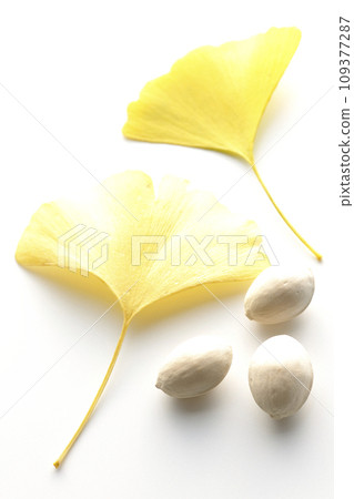 Ginkgo seeds and leaves photographed against a white background Ginkgo seeds and leaves photographed against a white background 109377287