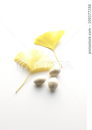 Ginkgo seeds and leaves photographed against a white background Ginkgo seeds and leaves photographed against a white background 109377288