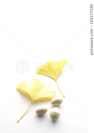 Ginkgo seeds and leaves photographed against a white background Ginkgo seeds and leaves photographed against a white background 109377289