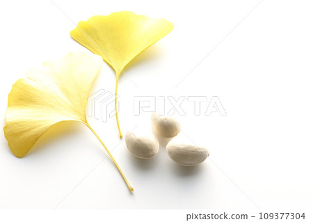 Ginkgo seeds and leaves photographed against a white background Ginkgo seeds and leaves photographed against a white background 109377304