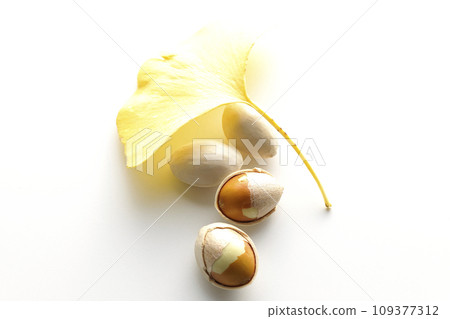 Ginkgo seeds and leaves photographed against a white background Ginkgo seeds and leaves photographed against a white background 109377312