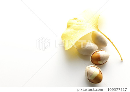 白色背景下拍攝的銀杏種子和葉子 109377317