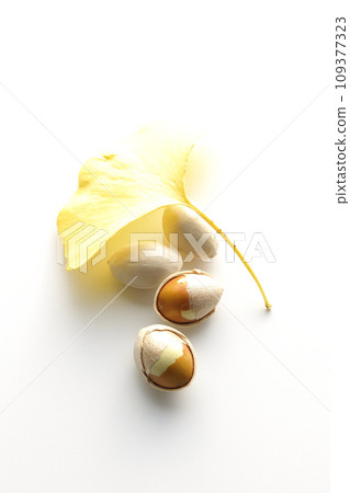 Ginkgo seeds and leaves photographed against a white background Ginkgo seeds and leaves photographed against a white background 109377323