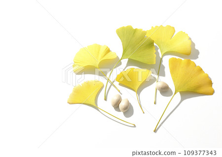 Ginkgo seeds and leaves photographed against a white background Ginkgo seeds and leaves photographed against a white background 109377343