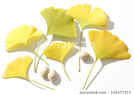 Ginkgo seeds and leaves photographed against a white background 109377357