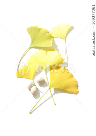 Ginkgo seeds and leaves photographed against a white background Ginkgo seeds and leaves photographed against a white background 109377361