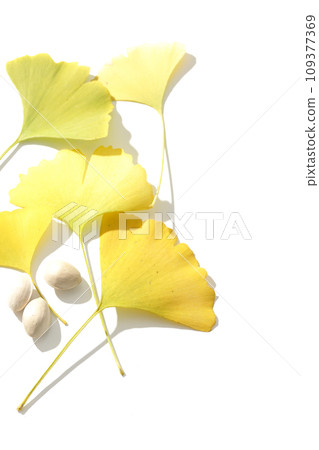 Ginkgo seeds and leaves photographed against a white background 109377369