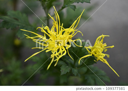Saga chrysanthemum 109377381