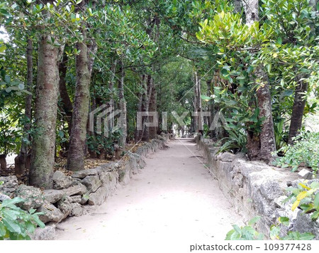 Bise Fukugi樹線15沖繩 109377428