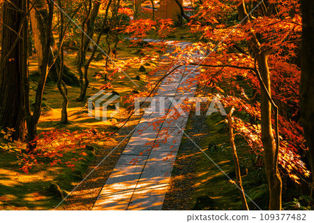 Autumn leaves path Matsushima Entsuin 109377482