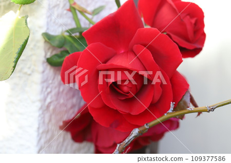 秋天花園裡盛開的紅玫瑰花 秋天花園裡盛開的紅玫瑰花 109377586