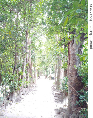 Bise Fukugi tree line 19 Okinawa Bise Fukugi tree line 19 Okinawa 109377645