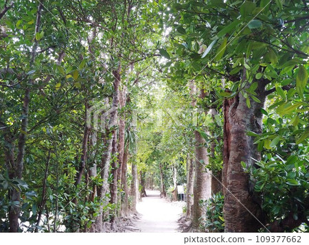 Bise Fukugi tree line 20 Okinawa 109377662