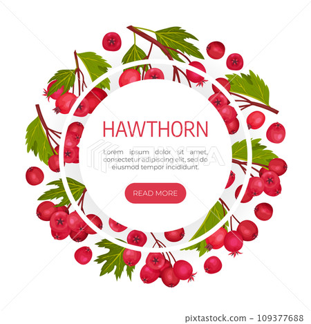 Hawthorn Berry Banner Design with Ripe Fruit Vector Template Hawthorn Berry Banner Design with Ripe Fruit Vector Template 109377688
