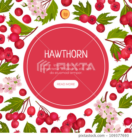 Hawthorn Berry Banner Design with Ripe Fruit Vector Template 109377693