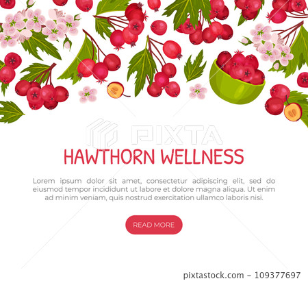 Hawthorn Berry Banner Design with Ripe Fruit Vector Template Hawthorn Berry Banner Design with Ripe Fruit Vector Template 109377697