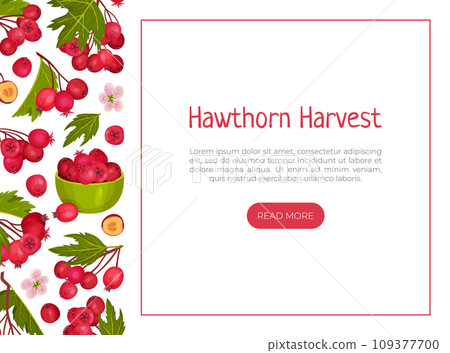 Hawthorn Berry Banner Design with Ripe Fruit Vector Template 109377700