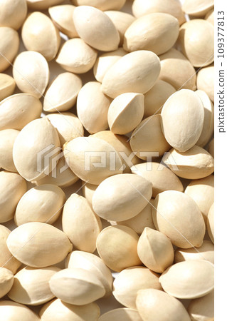 Close-up photo of many ginkgo trees 109377813