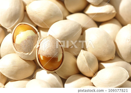 Close-up photo of many ginkgo trees 109377821
