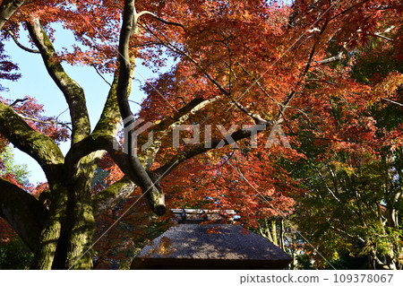 安樂寺山門的秋葉 安樂寺山門的秋葉 109378067