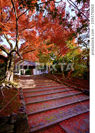 安樂寺山門的秋葉 安樂寺山門的秋葉 109378068