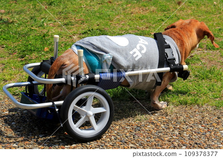 Pet miniature dachshund walker training Pet miniature dachshund walker training 109378377
