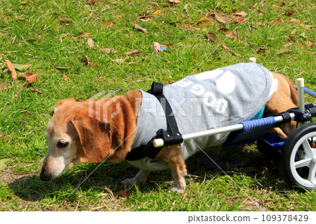 Pet miniature dachshund walker training Pet miniature dachshund walker training 109378429