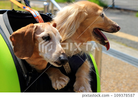 寵物微型臘腸犬好朋友步行 寵物微型臘腸犬好朋友步行 109378587