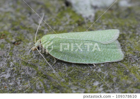 Closeup of a colorful small Green Oak Tortrix micro moth, Tortrix viridana on wood 109378610