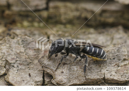 Closeup on the female of the black and white elongated looking Osmia cephalotes mason solitary bee 109378614