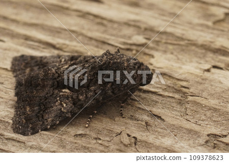 Closeup on the dark Sorcered Owlet moth, Aedia leucomelas sitting on wood 109378623