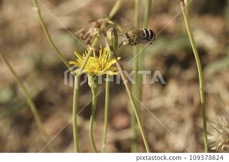 In flight closeup on a blue banded, white cheecked digger bee, Amegilla albigena approaching a yellow flower 109378624