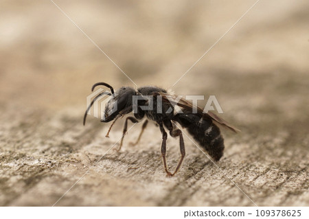 Closeup on a dark black male Giant furrow bee, Lasioglossum majus with it's impressive large jaws 109378625