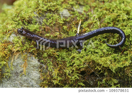 Closeup on a black adult of the endangered Del Norte salamander, Plethodon elongatus sitting on the ground in North California 109378631