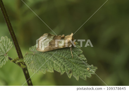 Detailed closeup on the colorful burnished brass owlet moth, Diachrysia chrysitis sitting in the vegetation 109378645
