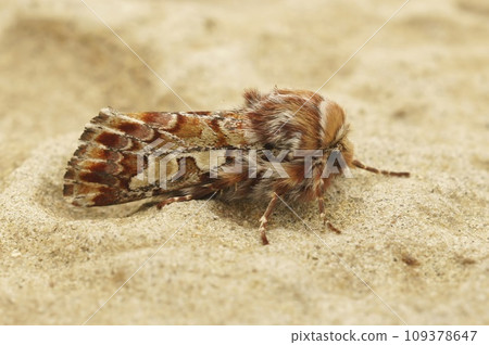 Closeup on a colorful orange Pine beauty owlet moth, Panolis flammea, sitting on a stone 109378647