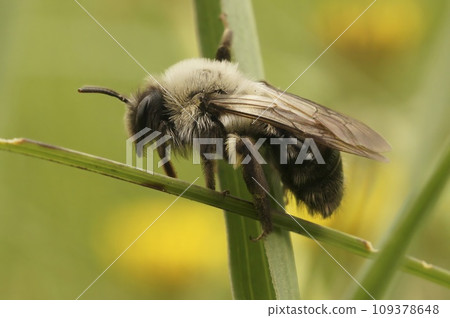 Closeup on a female Grey-backed mining bee, Andrena vaga sitting on a grass-straw 109378648