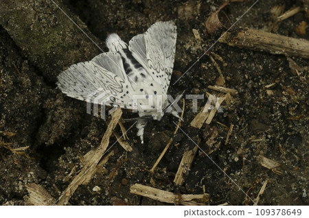 Closeup on the white Lesser Puss Moth , Cerura erminea in the garden 109378649