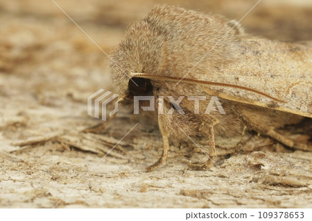 Closeup on the Clouded drab owlet moth, Orthosia incerta, sittin 109378653