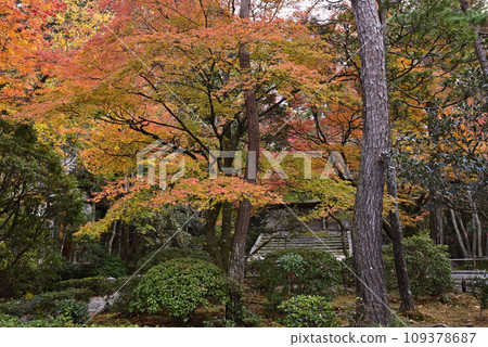 Honen-in Sanmon Gate (Picture Frame Gate) Autumn leaves Honen-in Sanmon Gate (Picture Frame Gate) Autumn leaves 109378687